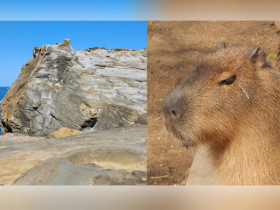 假日千人搶看象鼻岩！「斷鼻」後人氣未減...最新模樣曝光，化身「水豚君」：不用黏回去了